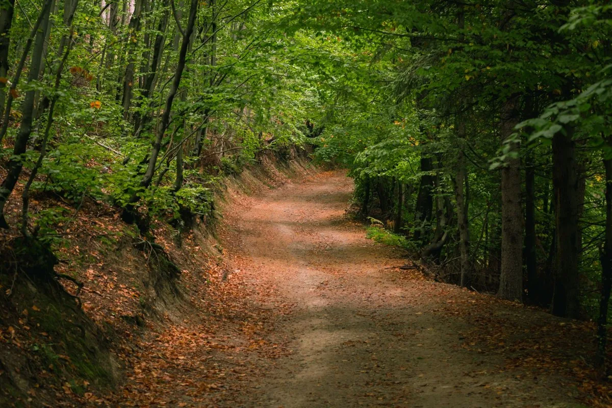 静かな森の中で分かれる道